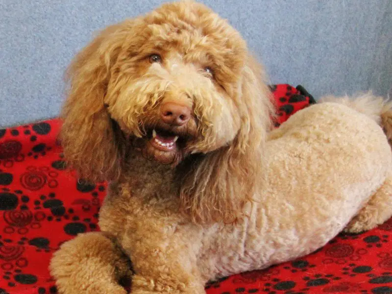 a poodle enjoying its boarding stay