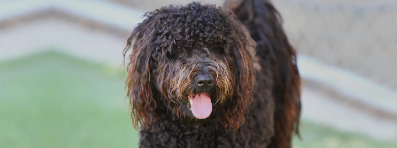 dog shedding