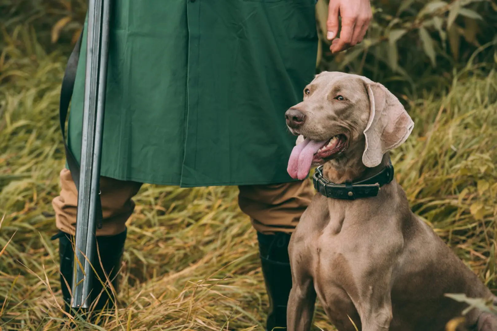 dog and hunter in rural grassy field