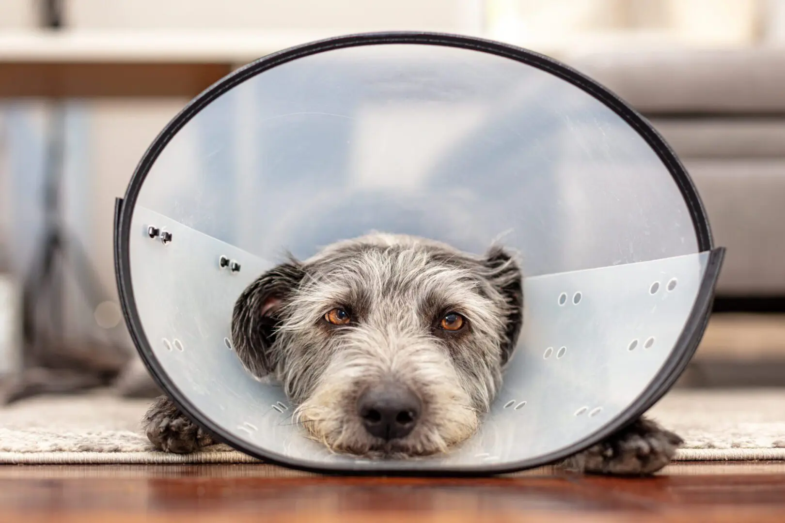 dog wearing a cone