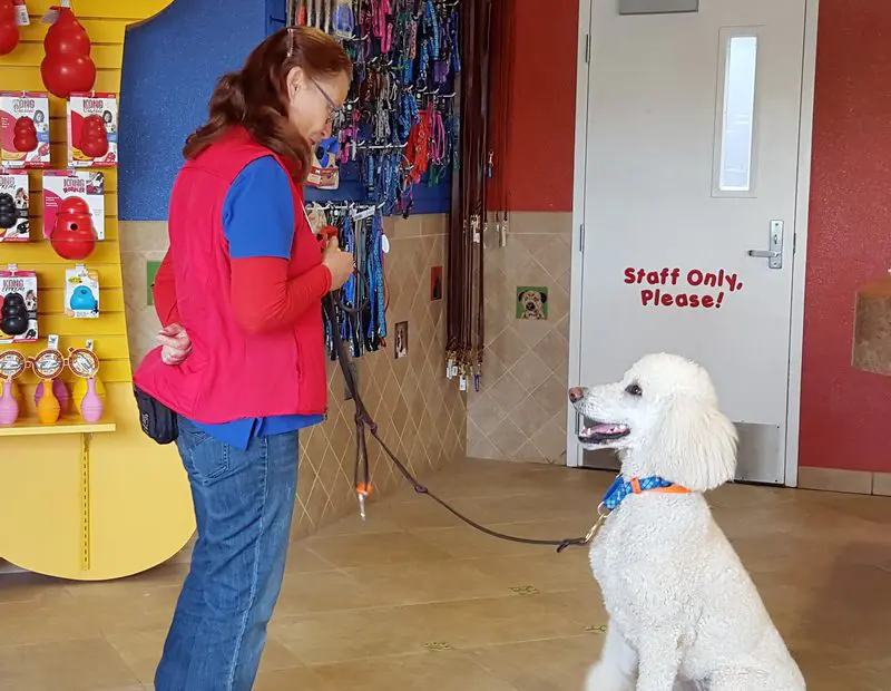 a dog being trained at top notch pet resort