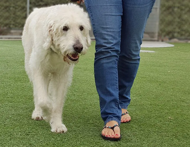leash training a puppy