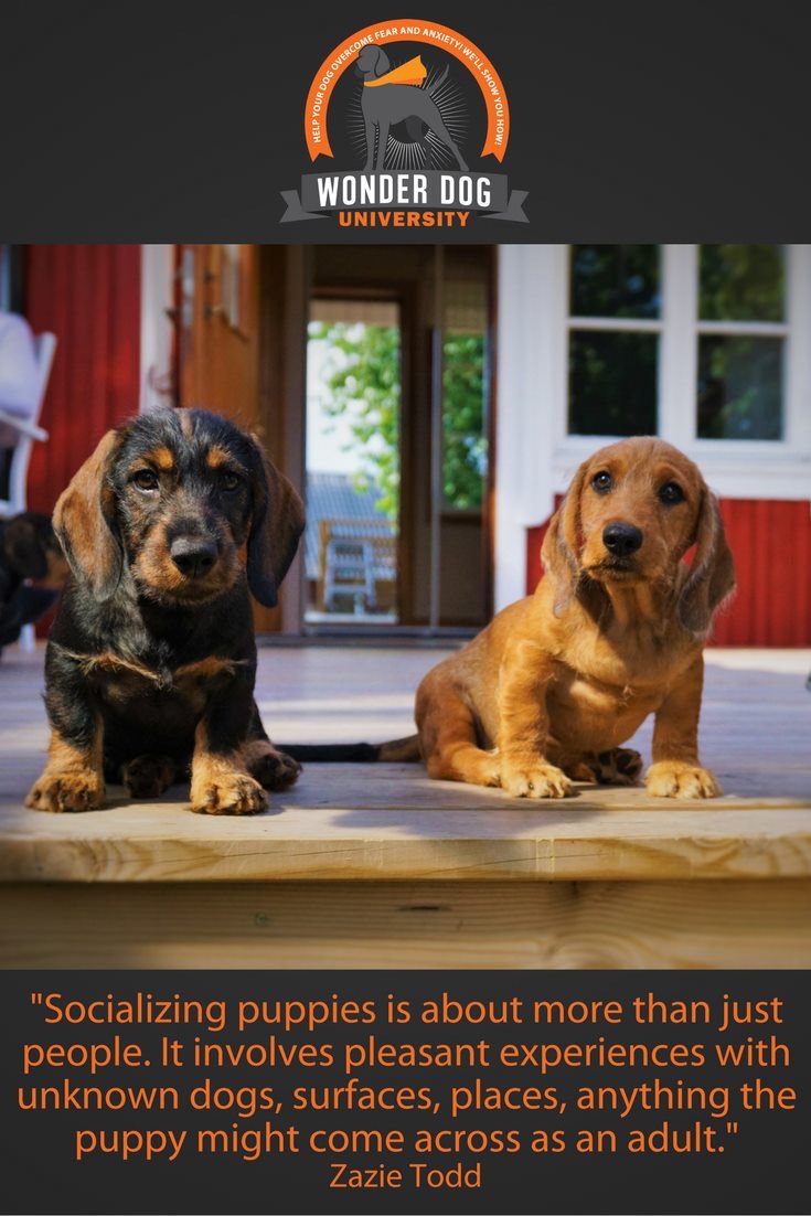 Meeting Top Notch Kennels