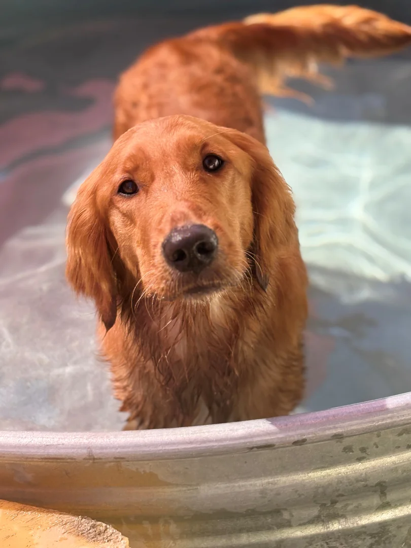 how often should you give your dog a bath?