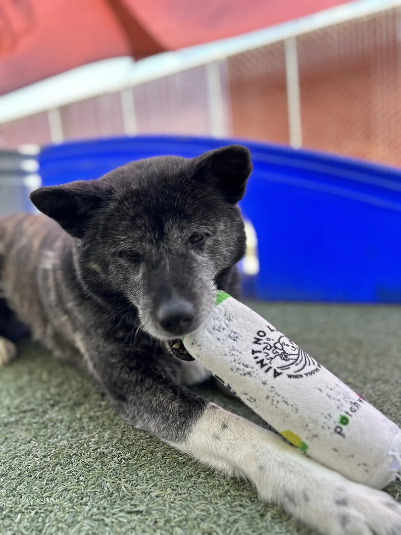 puppy chewing on play toy
