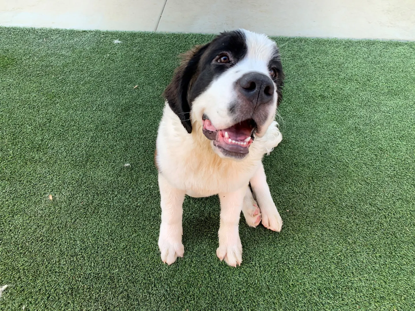 a dog who pees when excited