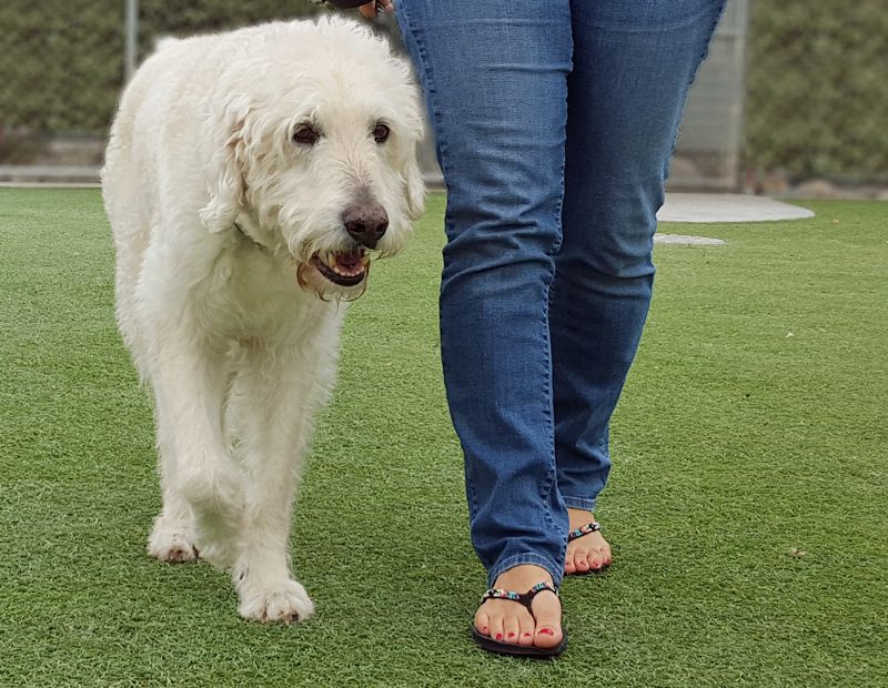 leash training a puppy